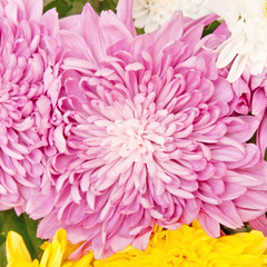 chrysanthemum