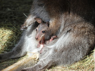Bennettkängurumutter  putzt  ihr Baby im Beutel