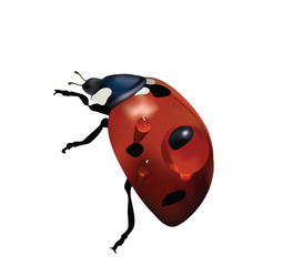 Ladibird isolated on white with water drops vector