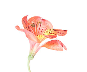 Red Alstroemeria Lily Spray isolated on white background