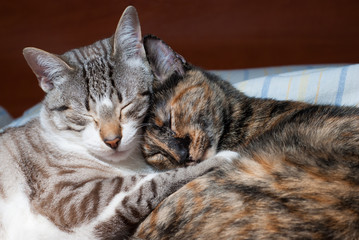 beautiful kitten sleeping together