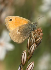Coenonympha