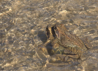 Grasfroschpaar, Rana temporaria,