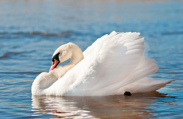lonely swan resting on water © otsphoto