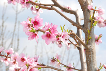 fiori di pesco