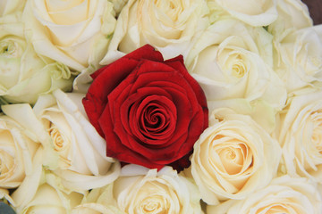 red and white roses bridal arrangement