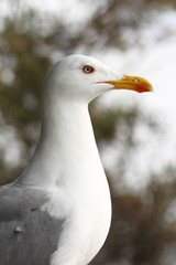 Portrait of a seagull