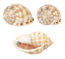 Set of shell. All in focus. High res. Isolated on white