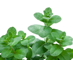 Menta