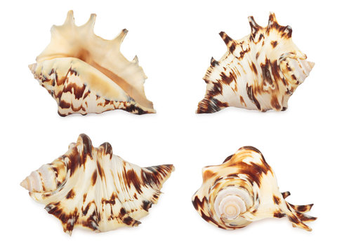 Set of shell. All in focus. High res. Isolated on white