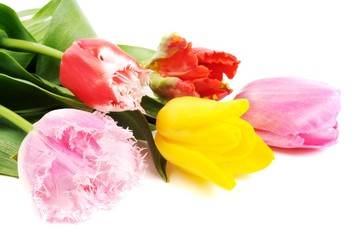 Beautiful tulip flowers