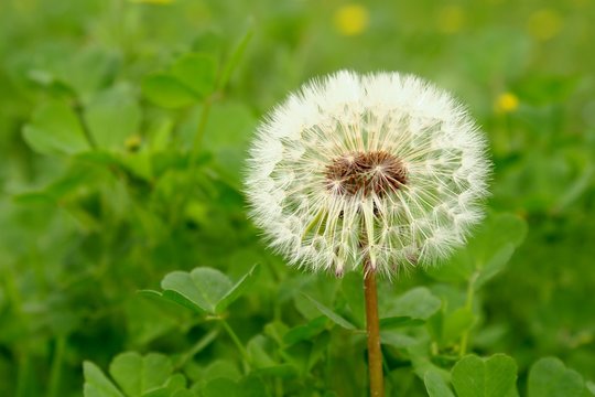 Fototapeta soffione (taraxacum officinalis)