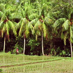 Green rice fields on Bali island. The village in Bali, Indonesia, boasts some of the most beautiful rice fields in all of Asia. New rice is being planted to produce the highest quality product.