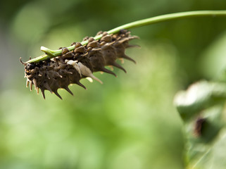 caterpillar on green nature background