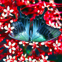 big blue butterfly on red flowers in wild nature