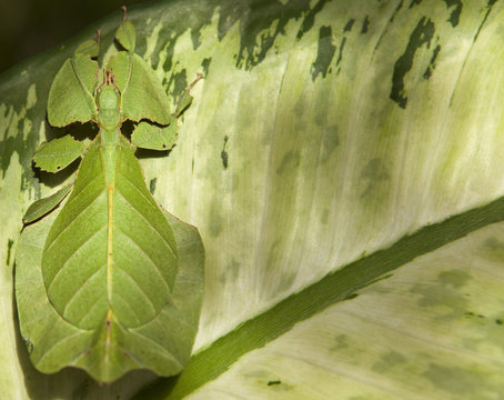 Leaf insect (Phyllium bioculatum) Green leaf insect or Walking leaves, rare and protected on green leaf background