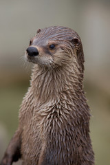 River otter