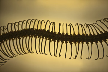 Backbone of snake on light background.