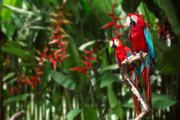 Colorful couple macaws sitting on log.
