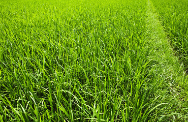Green fresh grass field landscape with path freedom and renewal concept