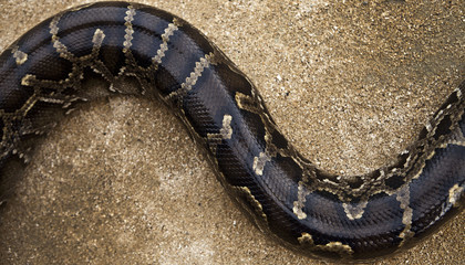 python snake skin pattern