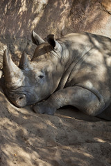 Obraz premium Rhinocéros, animal, sauvage, zoo, corne, faune