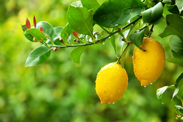 Naklejka premium yellow lemons hanging on tree