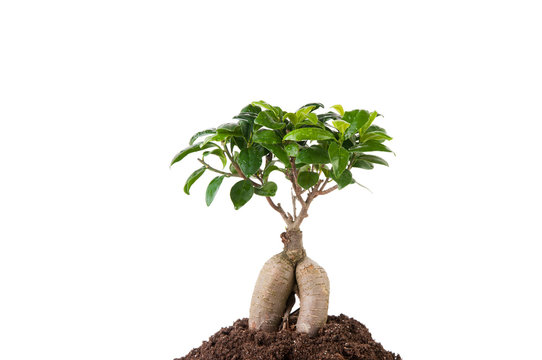 Ginseng ficus tree in soil, isolated over white