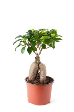 Ficus tree in flower pot, isolated on white