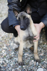 Young dog