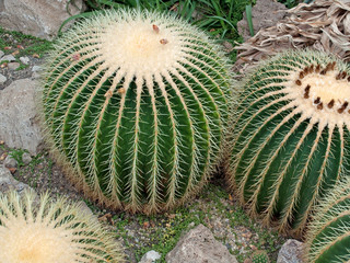 Echinocactus grusonii