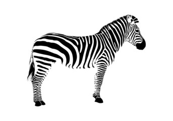 Fototapeta na wymiar zebra silhouette