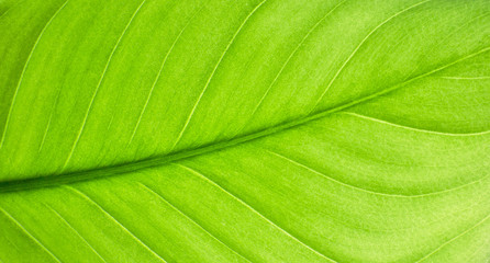 Green leaf