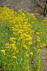 菜の花
