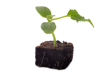 plant de concombre