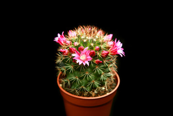 blossoming cactus with purple flowers