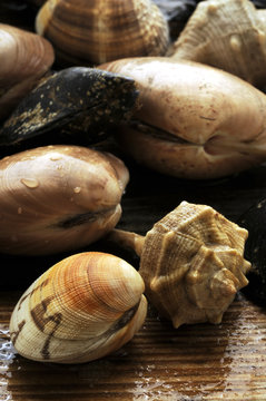 Frutti di mare Seafood 海鲜