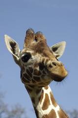 Giraffe Close Up