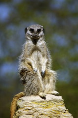 Meerkat