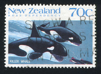 Obraz na płótnie Canvas hunt wieloryb
