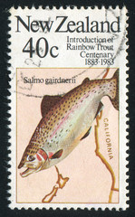 fish rainbow trout