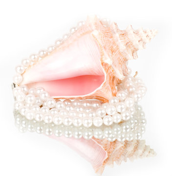 Beautiful exotic shell and pearls