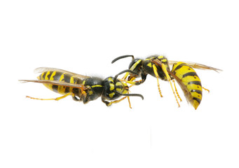 wasp