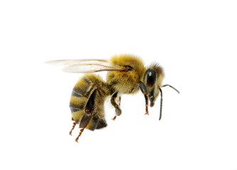 bee