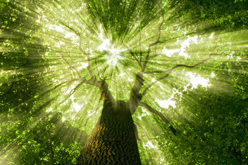 forest
