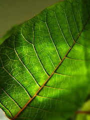 Primer plano de hoja de morera.