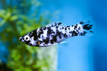 molly dalmatien dans aquarium