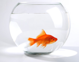 Obraz premium poisson rouge dans un bocal
