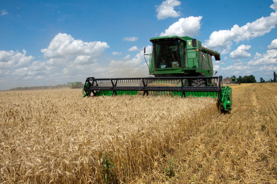 Combine harvests wheat on a field in sunny summer day