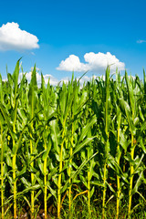Obraz premium Corn in Bavaria